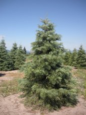 Concolor Fir